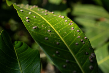 Close-up view of a green leaf infested with scale insects or similar pests. Represents plant health issue and nature.

