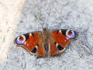 Peacock butterfly on the ground among the grass