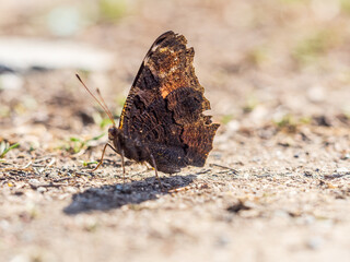 Peacock butterfly on the ground among the grass
