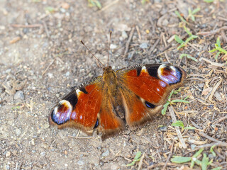 Peacock butterfly on the ground among the grass
