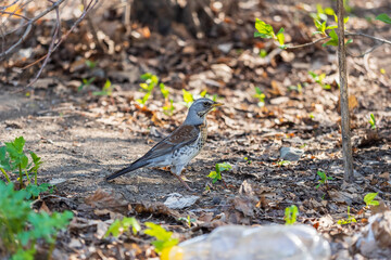 Wood bird Fieldfare, Turdus pilaris, on a sprng lawn.