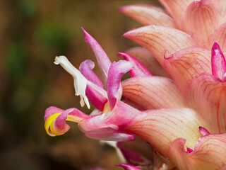Close up Kra Cheo Suthep or Curcuma ecomata Craib endemic plants in Chiang Mai, Thailand.