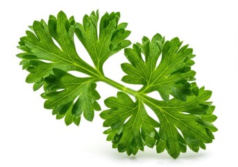 Fototapeta premium Fresh parsley sprig with curled leaves isolated on white background