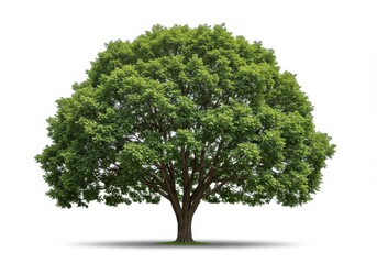 Isolated tree with green leaves and shadow on white background