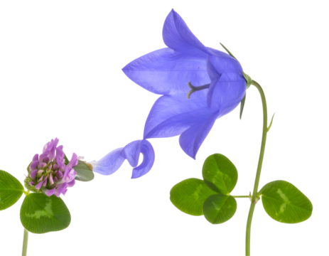 Purple Bellflower and Pink Clover Blossoms on Black - Powered by Adobe