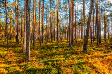 A wooden walking path Bor na Czerwonem nature reserve in Nowy Targ in Poland
