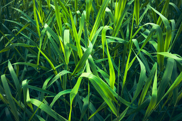Tall green fresh spring grass
