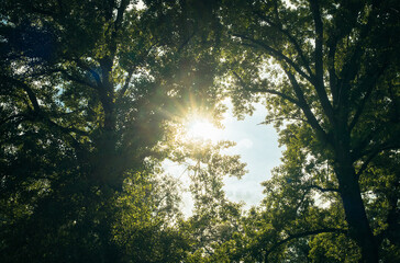 Sun rays through tree tops