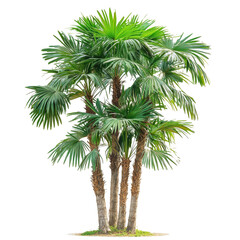 A cluster of Asian Palmyra palms growing robustly on a bright transparent surface, Asian Palmyra palm, Toddy palm, Sugar palm on transparent background