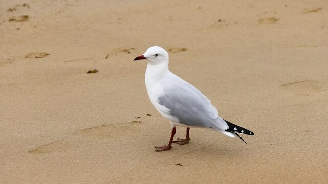 Red-Billed Gull Strolling on Point Lonsdale Beach