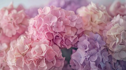 Colorful hydrangeas arranged beautifully in shades of pink and purple create a vibrant floral display