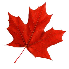 Colorful red autumn maple leaf isolated on transparent background