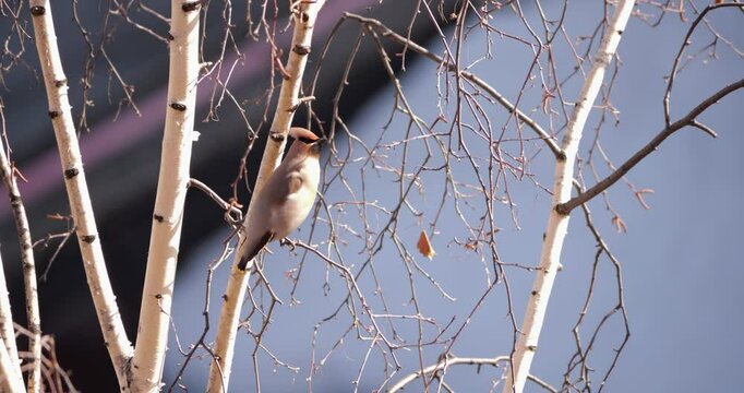 Crested waxwing perched on city birch tree scans surroundings before flight. Unopened buds and warm sunlight signal approaching spring season.