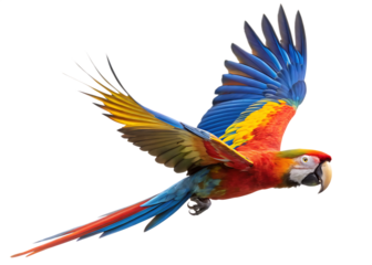  colorful flying parrot isolated on white background, PNG