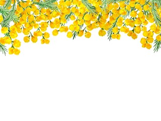 Watercolor frame with mimosa in the upper. Delicate spring design on white background, perfect for cover, postcard, banner, spring background .