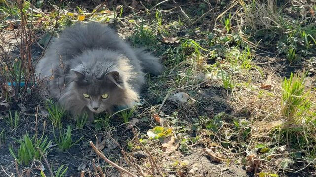 Nebelung cat in the grass.