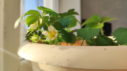 Growing strawberries in a container and pot in the home garden, home gardening and hobby