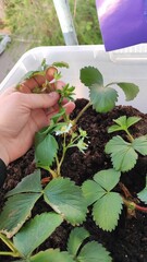 Growing strawberries in a container and pot in the home garden, home gardening and hobby