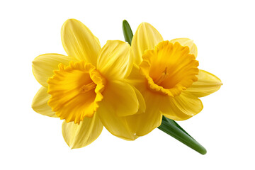 yellow daffodil flowers isolated on transparent background Generative Ai.
