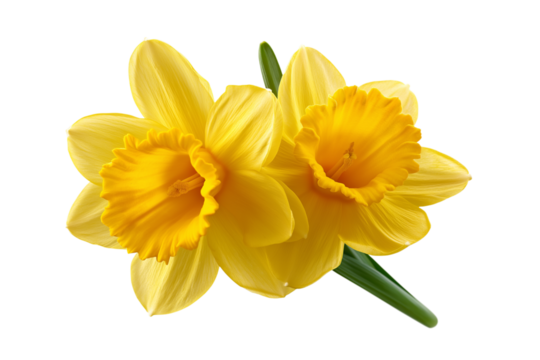 yellow daffodil flowers isolated on transparent background Generative Ai.