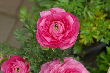 Beautiful Red ranunculus flower growing in an outdoor flower garden. ranunculus flower closeup, Red blooming flower, Closeup shot of a beautiful blossoming ranunculus in field