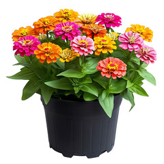 Fototapeta premium A Decorative Potted Zinnia Plant with Bright Orange Isolated on Transparent Background
