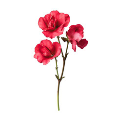 Red Flowers Bouquet Closeup