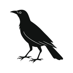 Crow silhouette black vector illustration, detailed profile of the bird, ideal for wildlife, nature, bird design