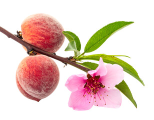 Ripe Peaches and Delicate Pink Blossom on Branch