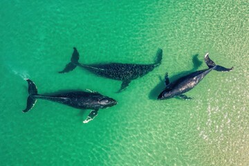 Humpback whales swimming gracefully near the water surface on a clear day, Humpback Whales a family cruising near water surface in clear water in Pacific ocean, aerial shot