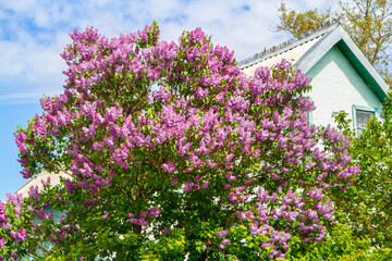 A blooming lilac bush near a rural house. Spring flowering of a large lilac bush.