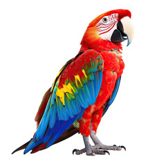 Obraz premium Vibrant macaw profile