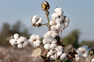 Gossypium is a genus of flowering plants in the tribe Gossypieae of the mallow family, Malvaceae, from which cotton is harvested.