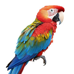 Obraz premium Colorful parrot portrait (1)