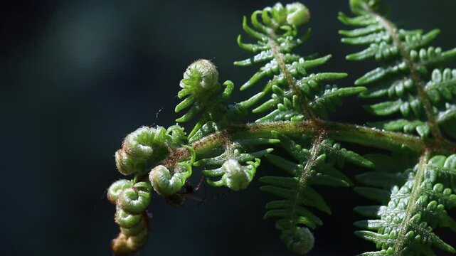Closeup of side lit newly opened Bracken fronds, Pteridium aquilinum, in late Spring. UK