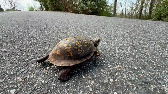 eastern box turtle crawls across roadway near boone nc
