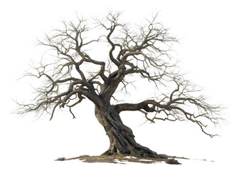 Fototapeta premium leafless old spooky tree isolated on white background, PNG