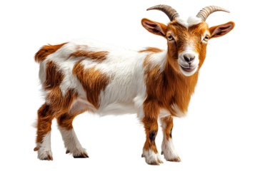 Goat Standing Side View on White Background