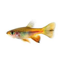 Isolated female guppy showcasing vibrant colors against a transparent background in a tranquil aquatic setting, Female guppy isolated on transparent background