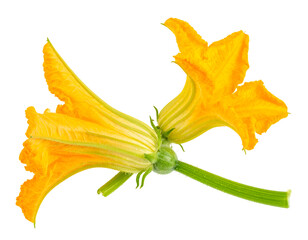 Fototapeta premium Vibrant Yellow Squash Blossoms on Green Stems