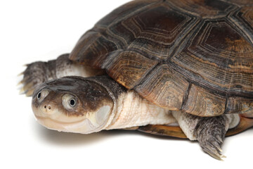 Pelomedusa subrufa (African helmeted turtle) closeup head, African helmeted turtle (Pelomedusa subrufa) on white background