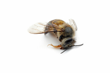 Insect carcasses varroa bee mite or honey bee on white background, Varroa bee mite close up, Honey bee on isolated background
