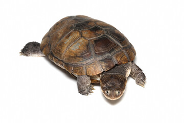Pelomedusa subrufa (African helmeted turtle) closeup on isolated background, African helmeted turtle (Pelomedusa subrufa) on white background