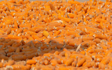 Corn cobs are the central cores of a corn ear that bear the kernels, which can be cooked and eaten as a food, or the dried cob can be used as a source of energy, a compost additive.