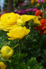 Beautiful Yellow ranunculus flower growing in an outdoor flower garden. ranunculus flower closeup, Yellow blooming flower, Closeup shot of a beautiful blossoming ranunculus in field