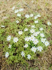 A bunch of white snowdrops in a natural forest environment with a shallow focus