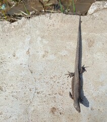 Lizard Resting on Aged Concrete Surface in Urban Setting with Natural Elements
