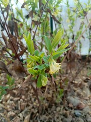 Delicate Pale Yellow Honeysuckle Blooms Among Decaying Foliage in Soft Spring Light