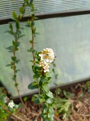 A white flower cluster of blackberries on a young plant in a greenhouse in soft daylight
