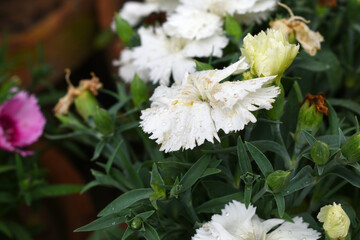 Sweet flora william blooming petals white flowers background, Dianthus barbatus, beautiful Dianthus...